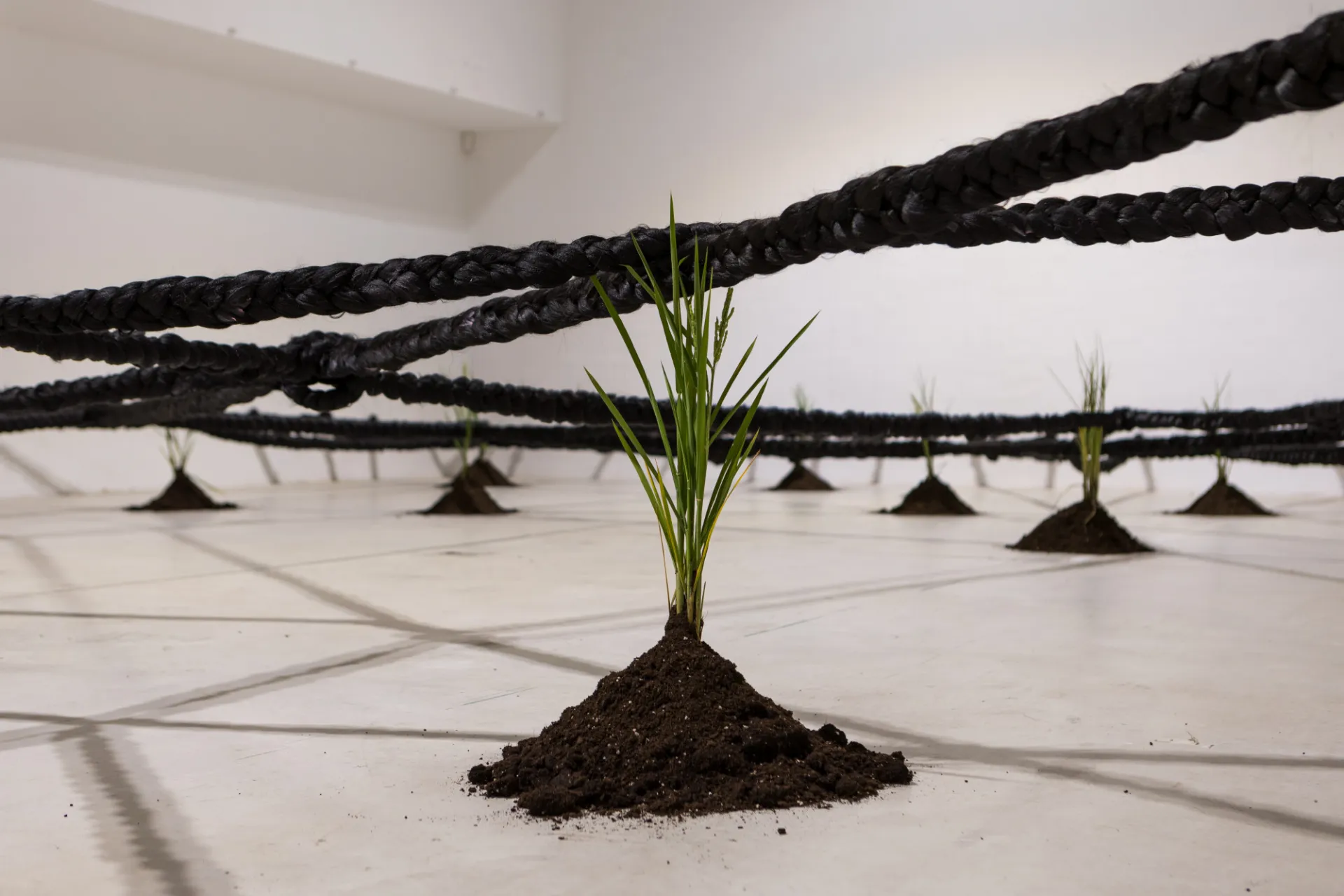 plant amid wires