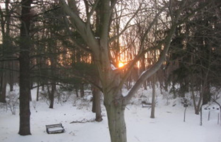 Forest with snow