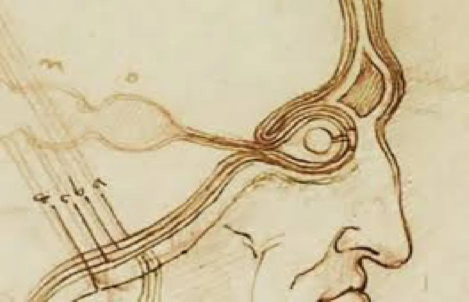 Drawing of a brain 