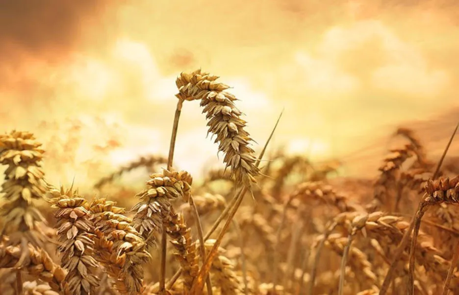 Wheat